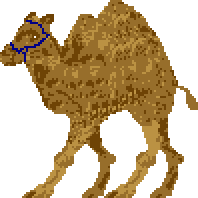 Camel