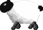 3rd plague sheep